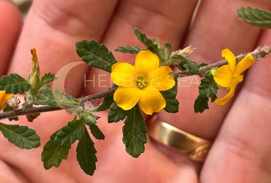 Bio Damiana Turnera diffusa Tee & Räucherung